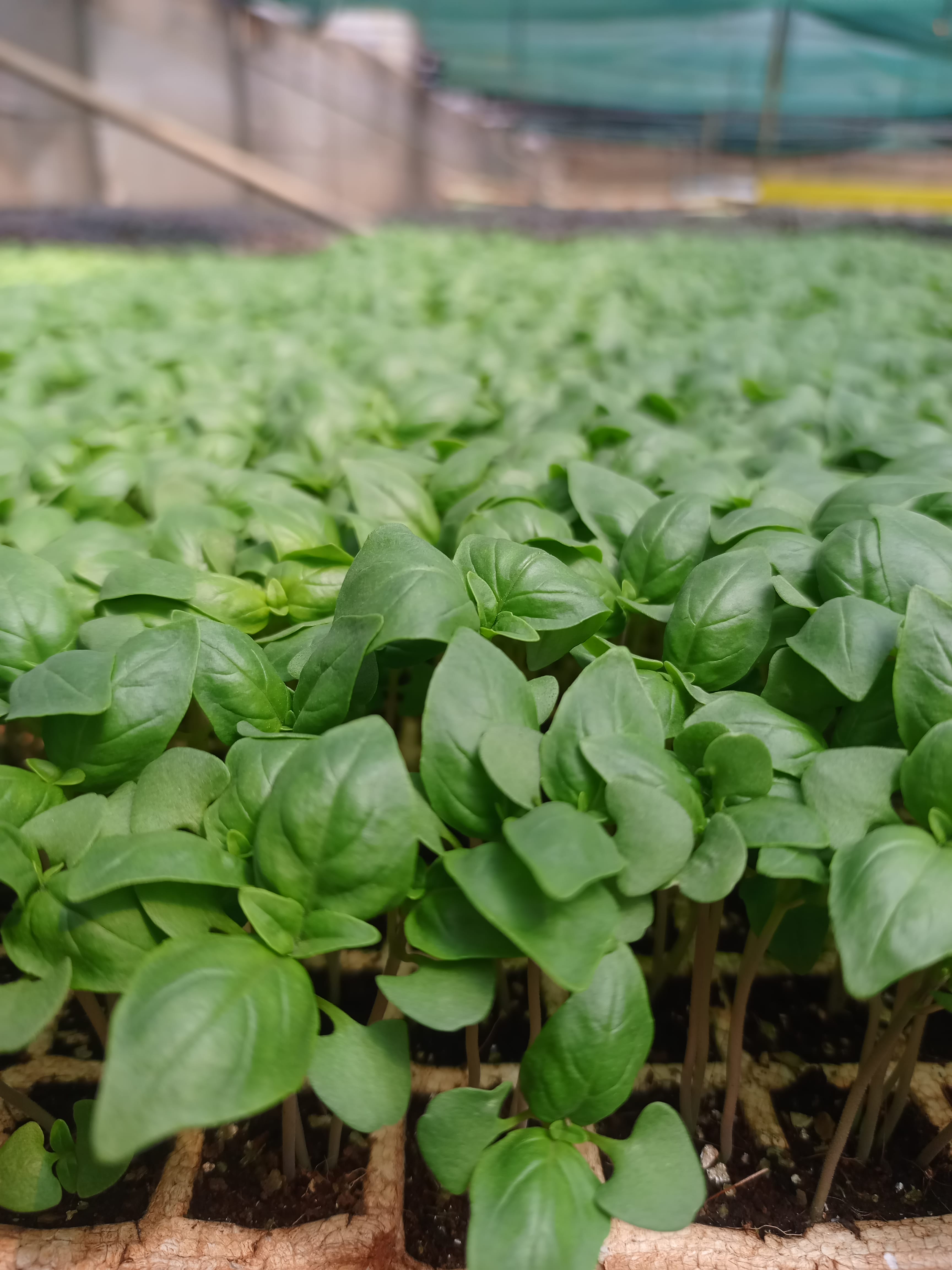 New Agrodeal seedling propagation